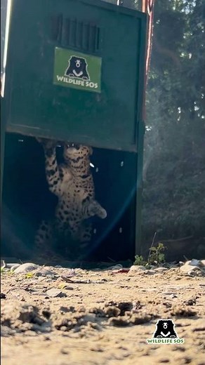 #BackToTheWild Life sprints back home - a leopard's safe release back into the wild.