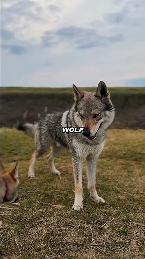 Wolf Dogs That Don't Look Real