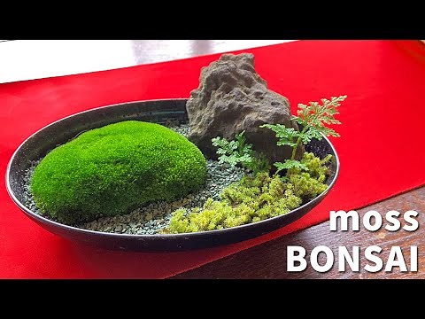 かんたん！コケ盆栽の作り方（How to make a moss bonsai）