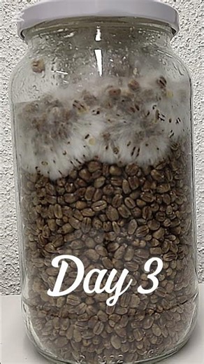5 days of mycelium growth in a jar‎⁨ @Boxlapse⁩ ‎⁨@boxlapseplus⁩