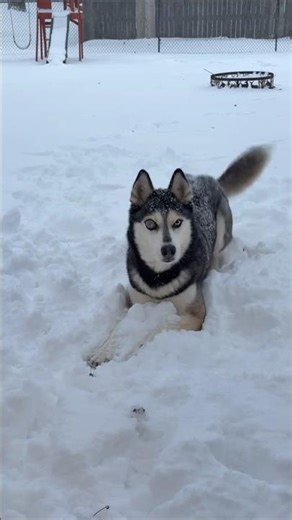 @mamatmain: #dog #dogs #puppy #doglover #dogshort #dogfunny