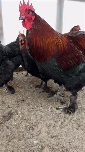 As far as temperament goes, my Black Copper Marans have always been the friendliest, most genuinely and inquisitive breed. I work with, almost to a fault! They follow me right out of the coop just to see where I’m going and what I’m up to. They are never flighty and always curious. Also, I have yet to have an aggressive BCM rooster personally. 🤷🏻‍♀️ **knocks on wood** | Mojo Homestead FL Official