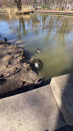 Quick Turtle on Reels