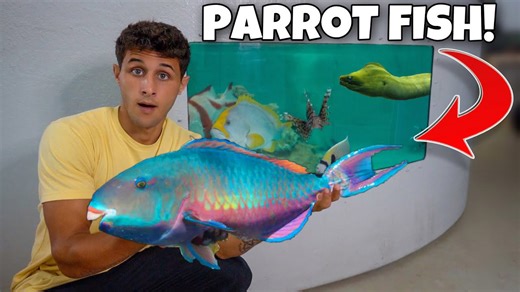 Catching exotic parrot fish for my saltwater pond!