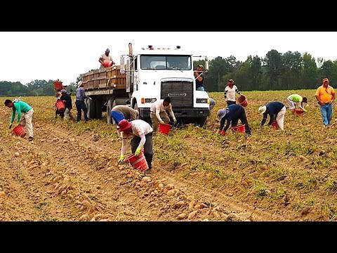 Mass Harvesting And Processing Of Agricultural Products In 2023 - Farming Documentary
