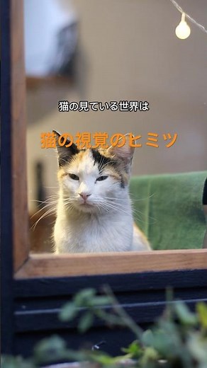 How do cats see the world? An explanation of their unique visual system.