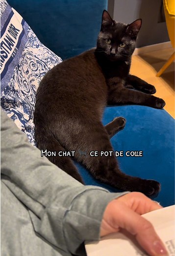 Mon chat 🐈‍⬛ est un vrai pot de colle 😂#monchat #monchatetmoi #mycats #mycatmylove #cutecatsoftiktok #cutecatvideo #cutecatclips