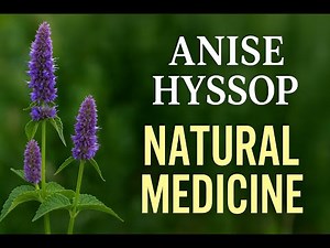 Anise Hyssop Benefits | Nature’s Calming & Cleansing Herb