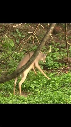 Big Buck Blows up Close! Hold Your Breath and Don't Move a Muscle! #hunter #hunting #deerhunting