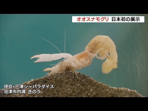 絶滅したとみられていた珍生物「オオスナモグリ」日本初の生体展示（静岡県）