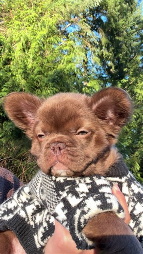 Adorable Little Bear with Fluffy French Bulldog