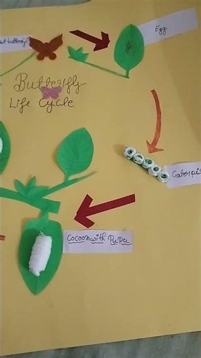 butterfly life cycle 💙