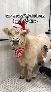 1.6M views · 49K reactions | My Cow's Christmas Bath Routine  | My Mountain Husky | Facebook