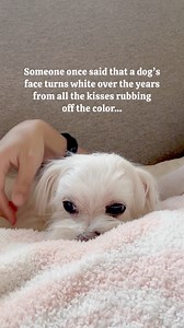 65K views · 1.2K reactions | Not age… Just love showing through…  #maltese #dog #maltesedog #doggies #doggo #malteselovers #dogsofinstagram #malteseofinstagram | Maltese Angels - A-Rod and Bailey | Facebook