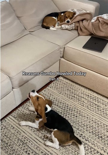 The list goes on and on. #dog #dogs #dogsoftiktok #beagle #beagles | dogs