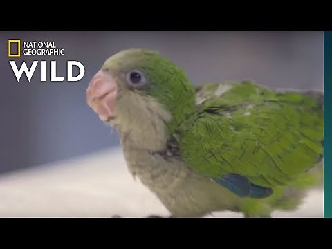 A Quaking Parrot | Dr. T, Lone Star Vet