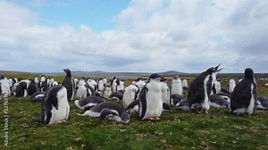 A flock of king penguin standing and resting on the grass field in Falklands with mountain and cloudy sky in the background - Close Up Shot