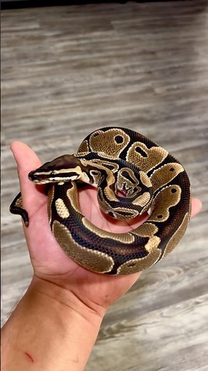 This Ball Python is so beautiful 😍 Female (Python Regius)