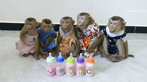 17M views · 290K reactions | Most Cutest World!! 5 Little Waiting Milk With Good Behaviour & Obediently | Monkey Dodo | Facebook