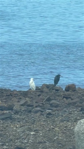 白と黒！！クロサギ。