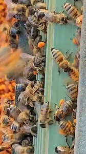 ✨ pollen rain 🐝💛 . . . . . #🐝 #📸 #beekeeping #bees #honey #bee #beekeeper #savethebees #canadianapiary #canadianbeekeeper #honeybee #apiary #nature #apiculture #beesofinstagram #beehive #hive #beelife #beekeepers #pollen #newhobby #farmer #urbanbeekeeping #urbanbeekeeper #womenbeekeepers #womeninbeekeeping | Canadian Apiary