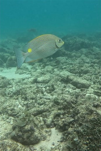 Orange-spotted Spinefoot in Philippines, a type of rabbitfish 🇵🇭 #gopro #shangrila #oceansounds
