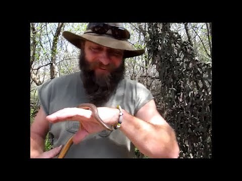 IDAHO RUBBER BOA SNAKE Very RARE To See ! Homestead Wildlife