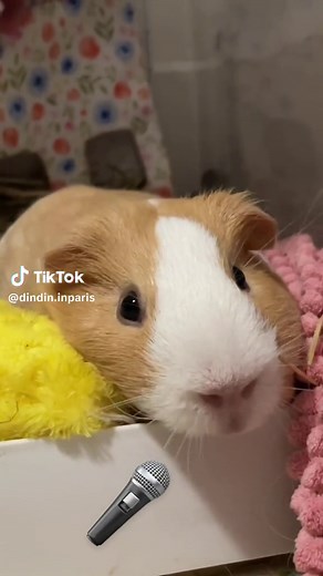 Angry Cute Guinea Pig Sounds Compilation