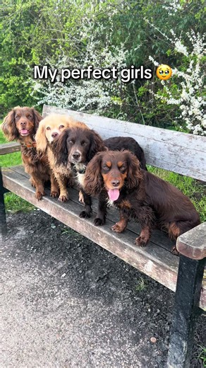 Working Cocker Spaniel Trio: Sparky, Belle, & Nippy's Fun