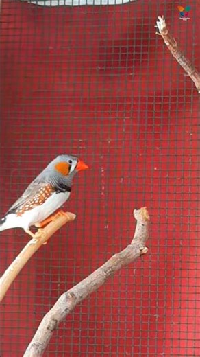 Zebra finch sounds || Male zebra finch breeding call sounds #zebrafinch #finch