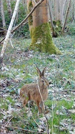 Hares in the forest