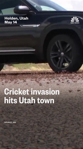 Thousands of Mormon crickets are invading this Utah town. | NBC News