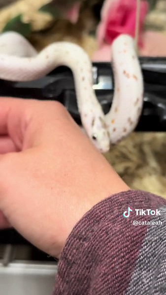 My snake Freckle can’t help but chomp me! 😅 it doesn’t hurt at all and usually doesn’t even break skin, he is a tiny little guy and isn’t trying to do any harm. In fact, he is a HARMLESS and NONVENOMOUS palmetto cornsnake! On the last vid with Freckles, I saw people recommending feeding in a separate enclosure. While it sounds good in theory, this is usually something that can cause unnecessary stress and extra challenges when it comes to feeding your snake. Tap training is the best method when