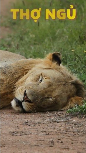 3 Sự Thật Thú Vị Về Sư Tử