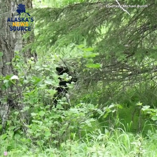 15K views · 277 reactions | A curious black bear cub climbs atop a small tree and shortly tumbles down in a cute, childish fashion at the Eagle River Nature Center. The footage  was captured by Michael Burch. If you happen to capture a photo or video of wildlife this summer, share it with the Alaska's News Source team on our website: https://bit.ly/3xg5M4A | Alaska's News Source | Facebook