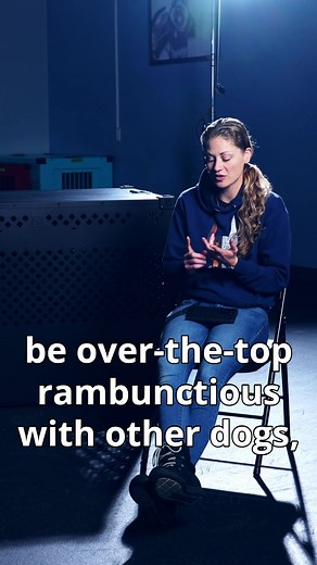 How to introduce your dog to new dogs safely. Learn more from us at methodk9.com | Method K9