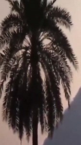 22K views · 686 reactions | What object do you think this is? UFOs? Some secret government project? Or CGI? 樂 | Alien UFO Sightings | Facebook