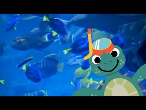 I’m Imagining that Neptune the sea turtle is in the Octopus garden from the muppet show.