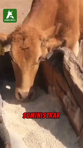 🐮 ¡El Secreto de un Hato Saludable está en la Sal! 🧂 ¿Sabías que la sal no es un lujo, sino un elemento VITAL en la dieta de tu ganado? Administrar una sal mineralizada adecuada es fundamental. No solo ayuda a regular el agua y prevenir la deshidratación, sino que también es clave para: Mejorar la digestión y absorción de nutrientes. Fortalecer el sistema inmunológico. Incrementar la producción de leche y carne. Prevenir enfermedades carenciales y comportamientos anormales. ⚠️ ¡No escatimes en