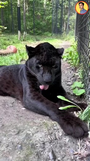 Black Panther: The Silent Shadow of the Jungle | Next exam key