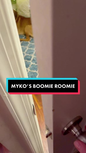 Safe Haven for Fireworks-Scared Dogs: Boomie Roomie