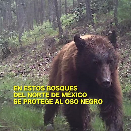 En estos bosques del norte de México se protege al oso negro