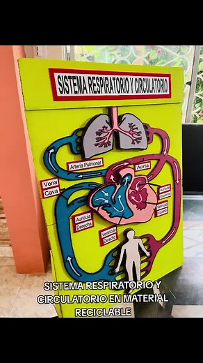 Maqueta Didáctica: Sistema Respiratorio y Circulatorio