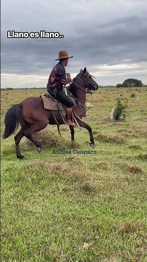 Wild Horse Ride Gone Crazy! 🐎 Incredible Riding Skills #shorts #horse #horseriding #wildhorses