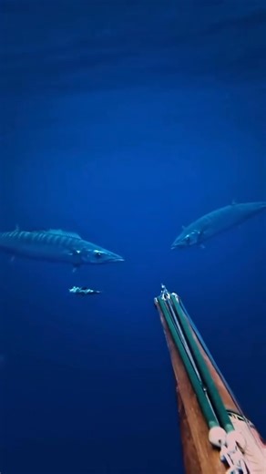 #bigfish #fishing #spearfishing #UnderwaterAdventure #sea #diving #fisherman #highlights #fypviral #fypシ゚ | fishing Adventure TV