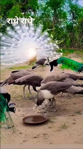 beautiful peacock white peacock dancing #birds #peacock #nature