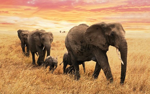Discover Fascinating Facts About Elephants: The World's Largest Land Mammals
