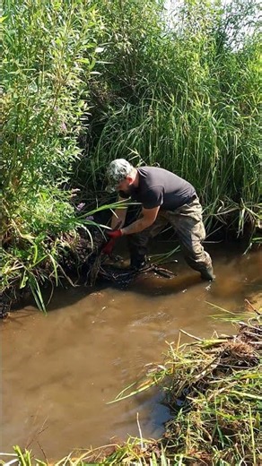 Removing the VERY LAST Branch of a Beaver Dam! 🌊 #shorts #beaverdam #survival #lifeisbutadream