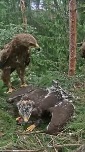 630K views · 3.2K reactions | [ E#499 ] - Review bird nest family daily life in their nest | Review mother birds bring food to feed her chicks in the nest!! #reviewbirdnest #birdslover #naturelovers #birdsounds #birdschirping #birdsofinstagram #birdlife #birds #birdswatching #birdsnest #wildbirdsphotography #birdsforest | Bird Plus Nature | Facebook