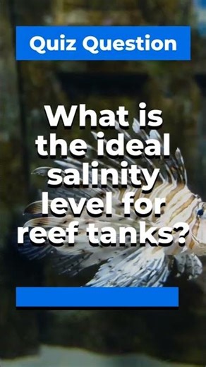 What is the ideal salinity level for reef tanks?